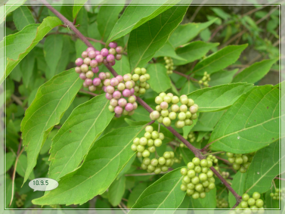 10��9��5�� ���ۻ쳪��1.jpg