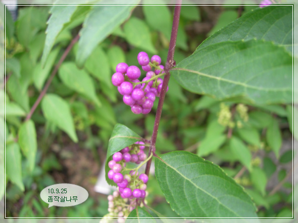 10��9��5�� ���ۻ쳪��2.jpg