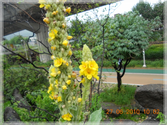 10��6��27�� ��ܴ��Ǯ.jpg