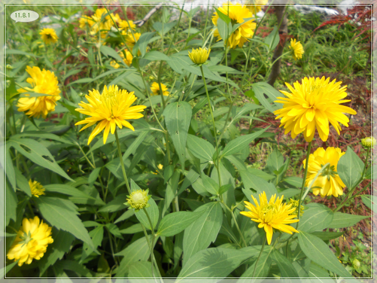 8��1�� ���ٱ�ȭ2.jpg