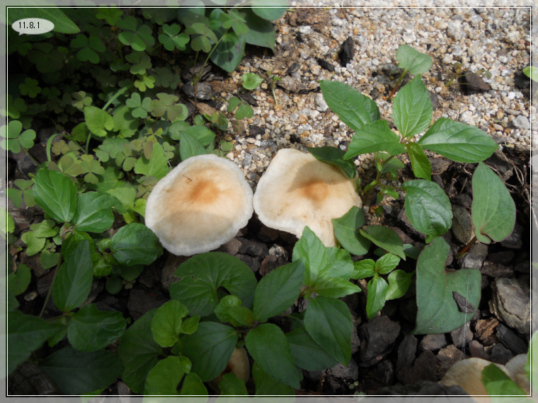 8��1�� ����1.jpg