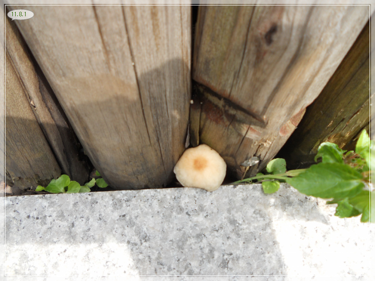 8��1�� ����.jpg