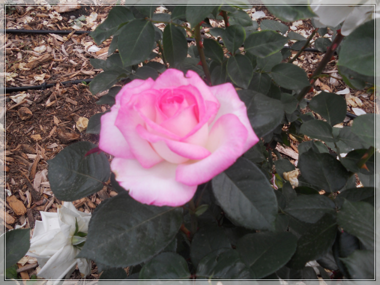 6��19�� ź��ȭ-���1.jpg