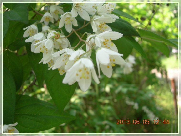 13��6��5�� ���ߤ���13.jpg