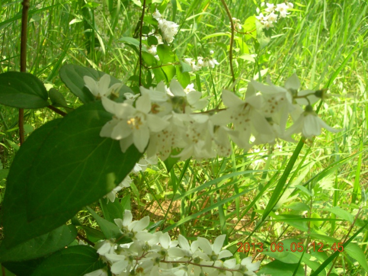 13��6��5�� ���ߵ���3.jpg