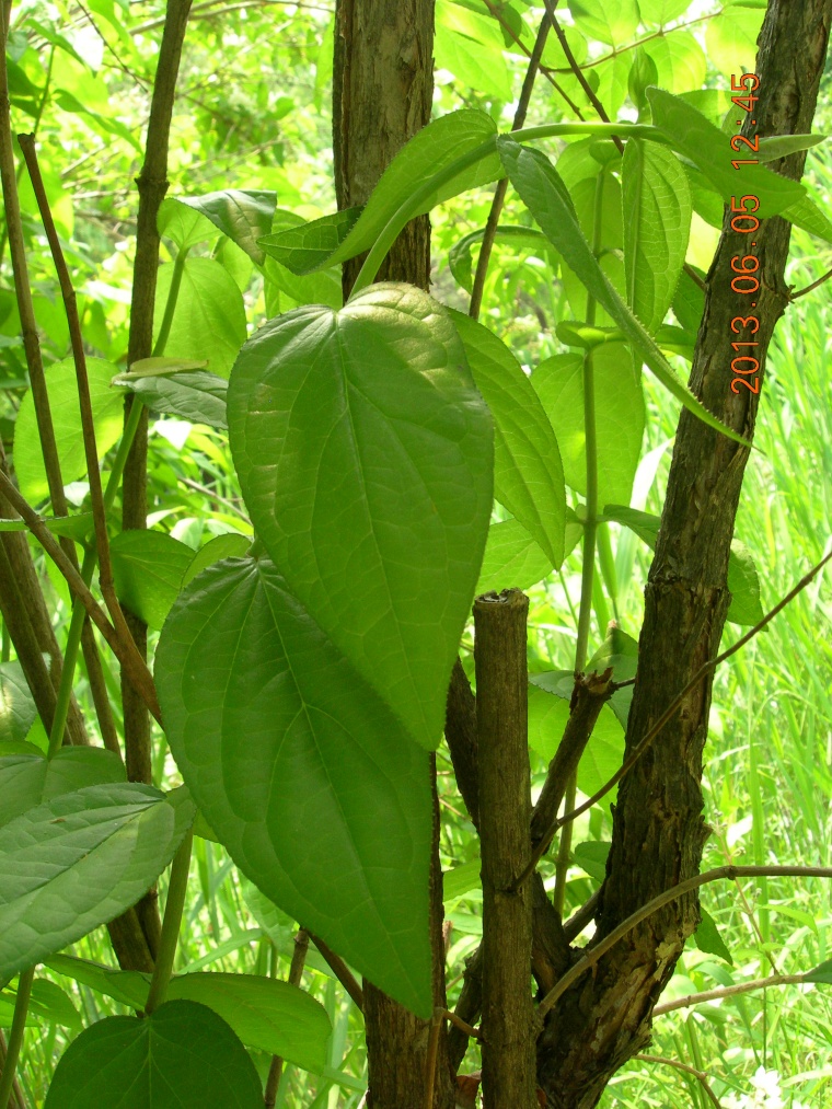 13��6��5�� ���ߵ���4.jpg