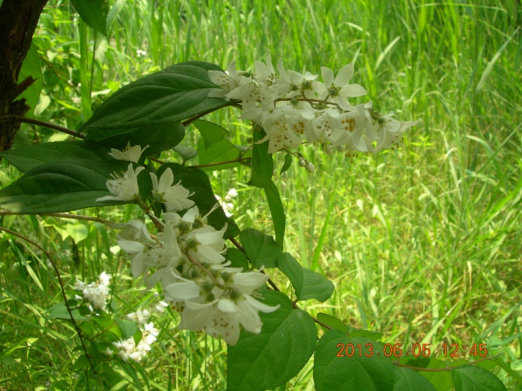 13��6��5�� ���ߵ���5.jpg