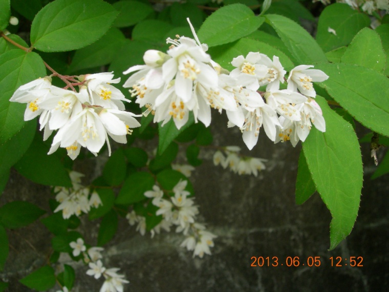 13��6��5�� ���ߵ���1.jpg