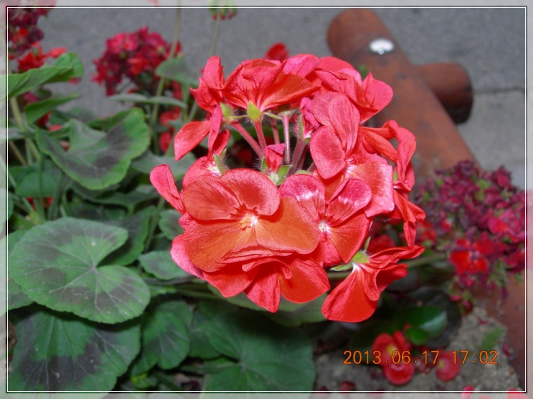 13��6��17�� ����1.jpg