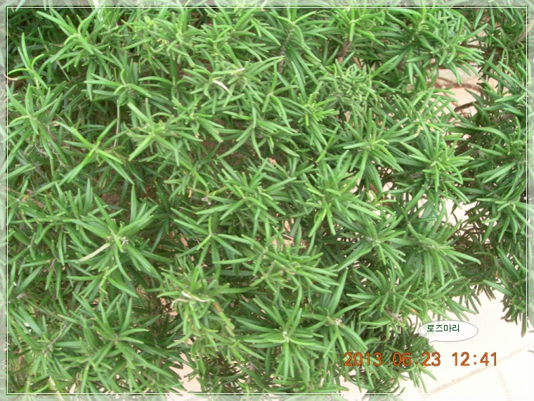 13��6��23�� �����.jpg