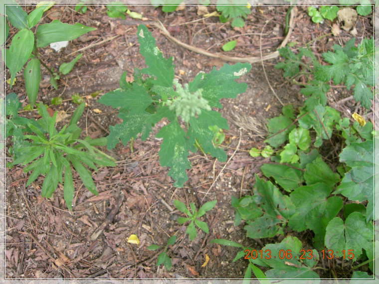 13��6��23�� ������.jpg