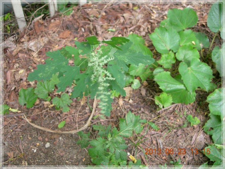 13��6��23�� ������1.jpg