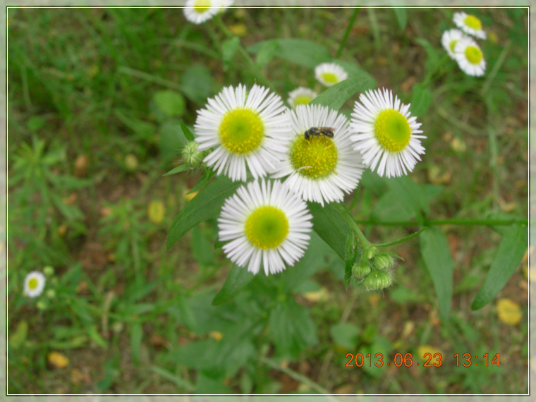 13��6��23�� ������1.jpg