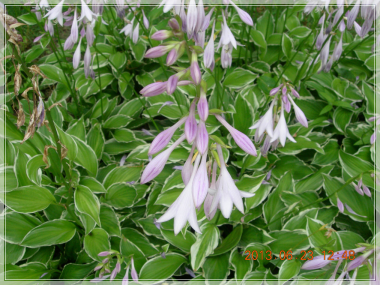 13��6��23�� �����.jpg