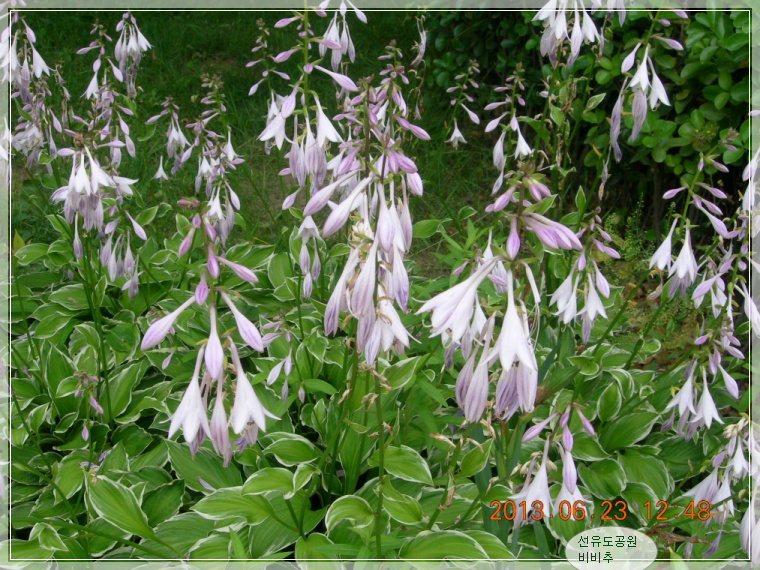 13��6��23�� �����1.jpg