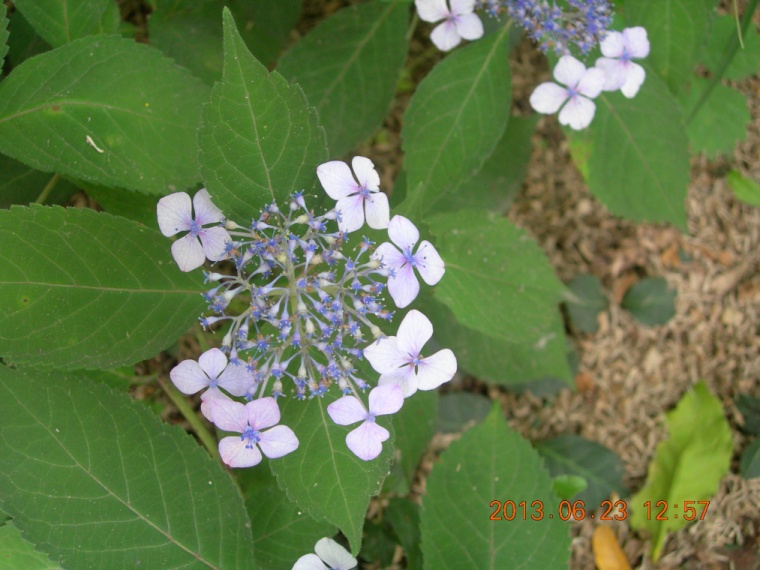 13��6��23�� �����1.jpg