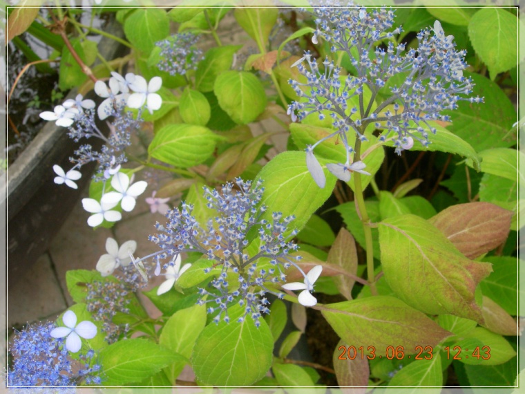 13��6��23�� �����2.jpg