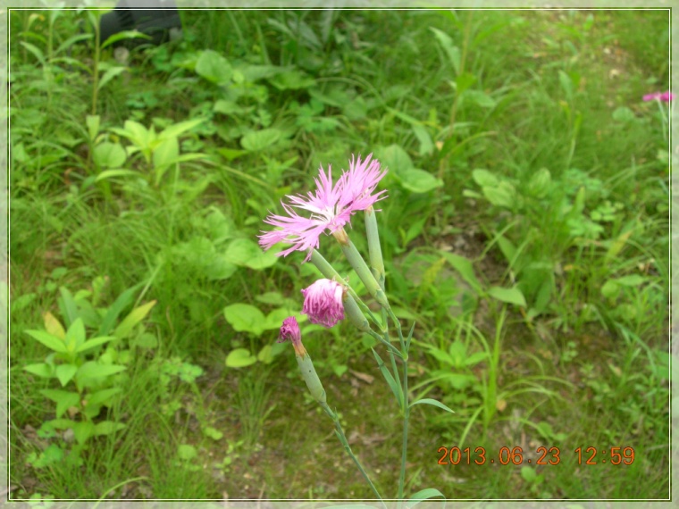 13��6��23�� �з���.jpg