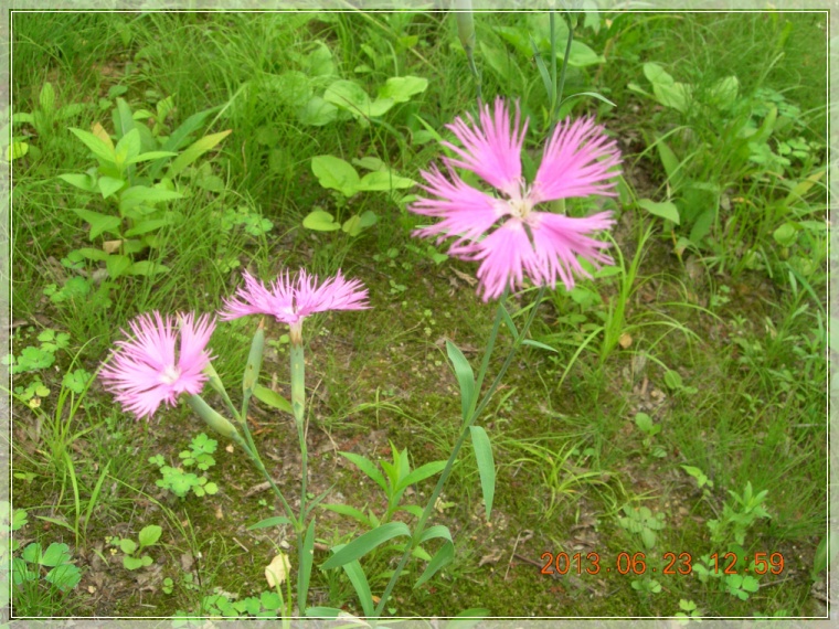 13��6��23�� �з���1.jpg