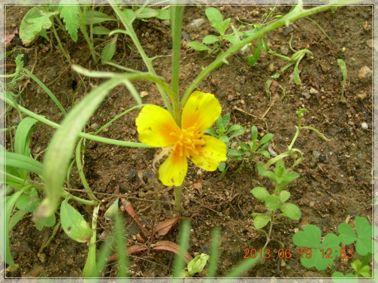 13��6��19�� �ݿ�ȭ.jpg