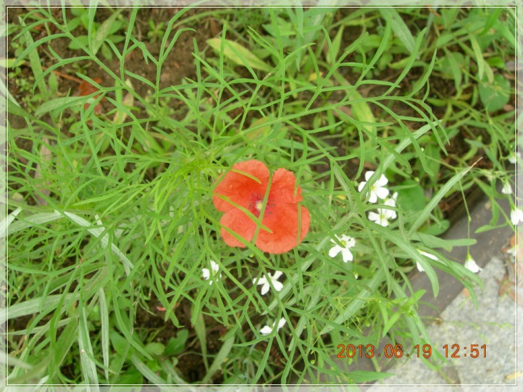 13��6��19�� �ɾ�ͺ�1.jpg