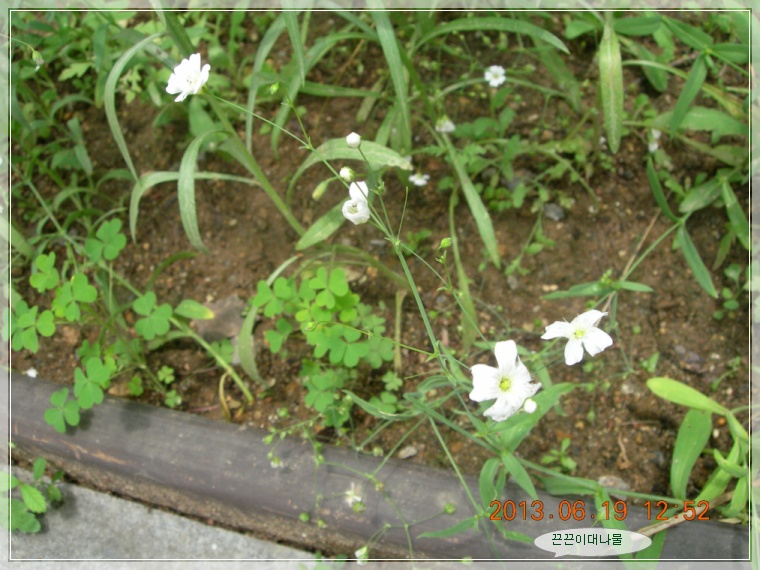 13��6��19�� �����̴볪��2.jpg