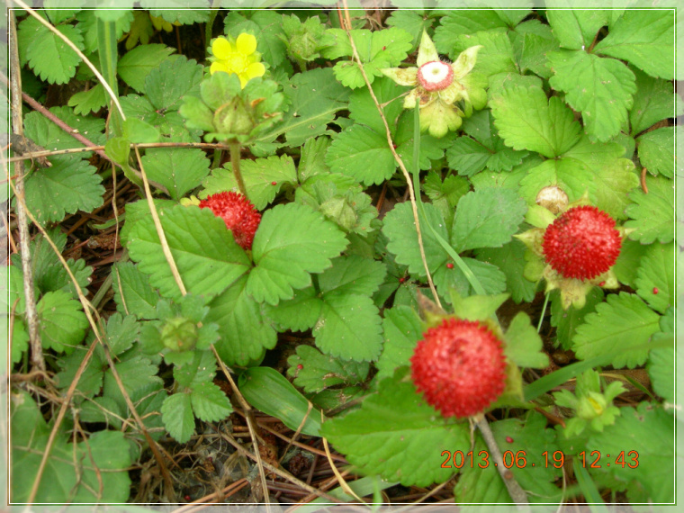 13��6��19�� �����1.jpg