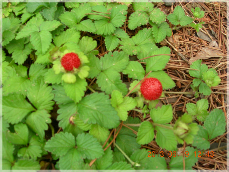 13��6��19�� �����2.jpg