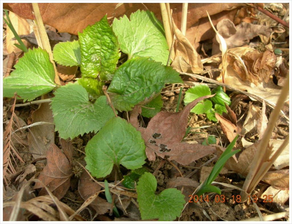 14��3��18�� ��������.jpg