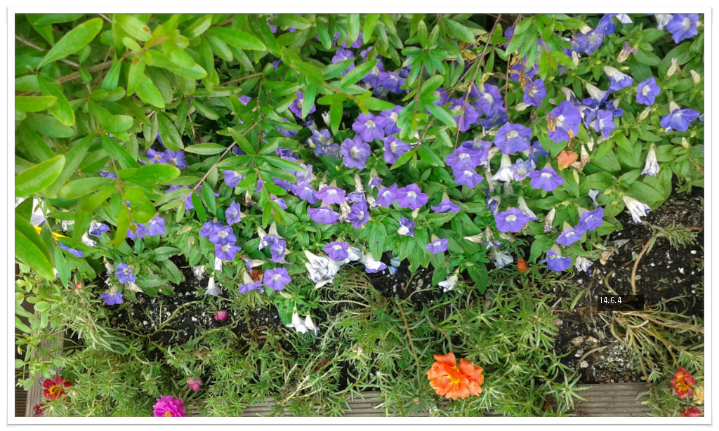 14��6��4�� ���ǴϾ�.jpg