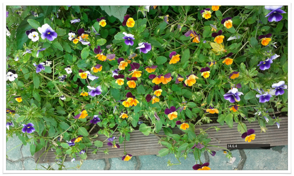 14��6��4�� ���ǴϾ�1.jpg