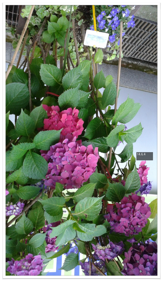 14��6��4�� ����.jpg