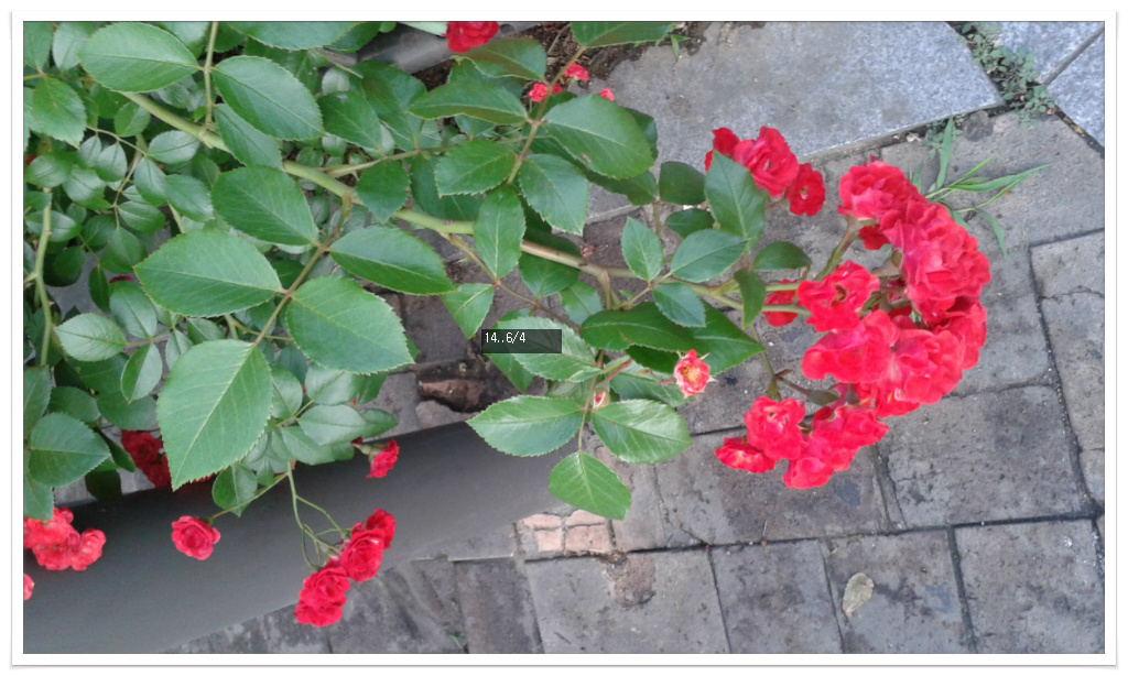 14��6��4�� ���2.jpg