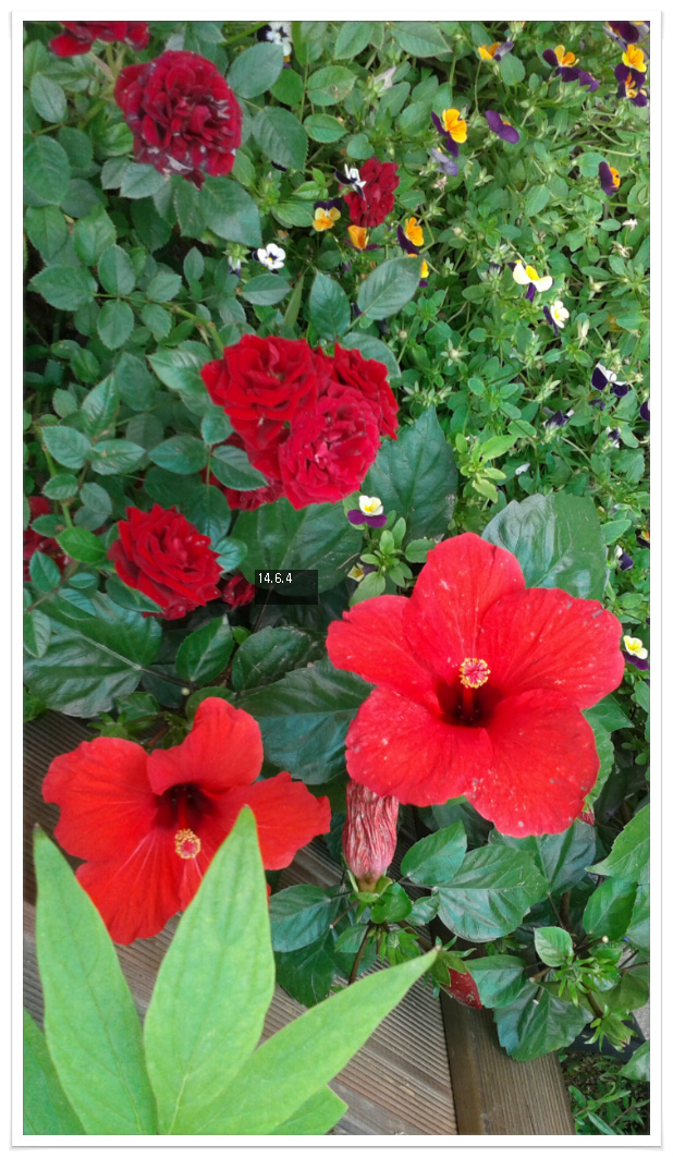 14��6��4�� �Ͽ��̹���ȭ.jpg