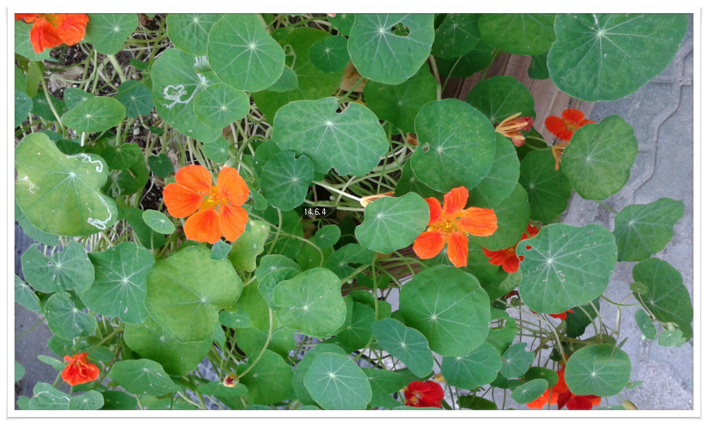 14��6��4�� �ѷ�ȭ.jpg