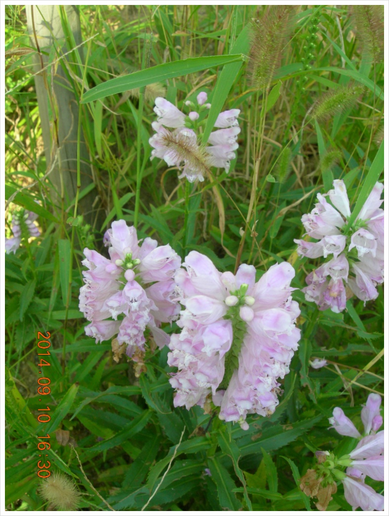 14��9��10�� �ɹ�9.jpg