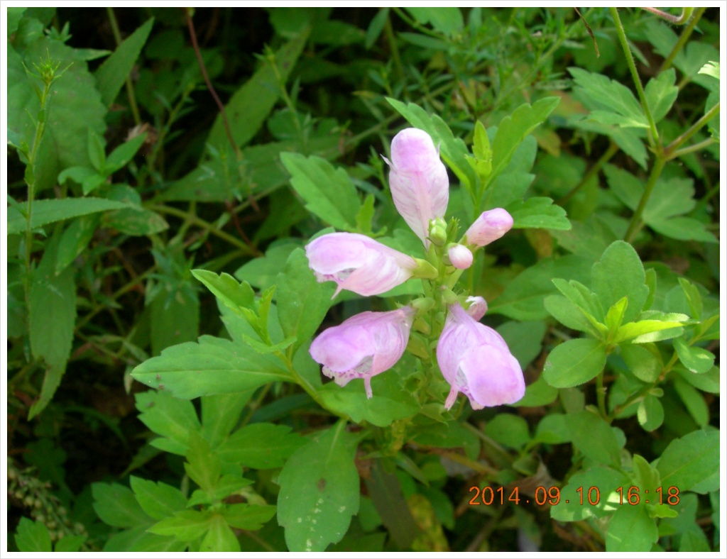 14��9��10�� �ɹ�.jpg