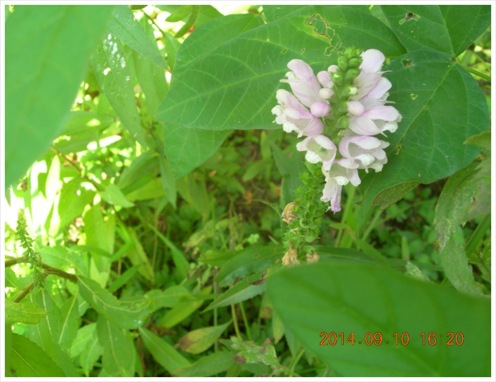 14��9��10�� �ɹ�2.jpg