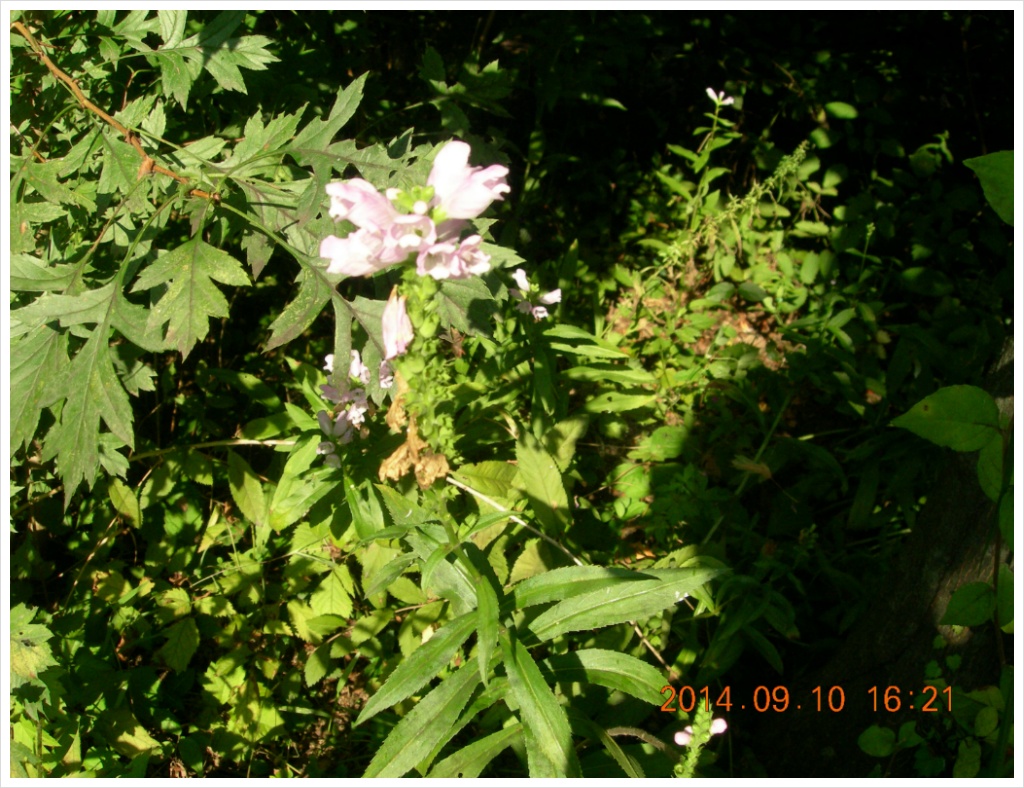 14��9��10�� �ɹ�3.jpg