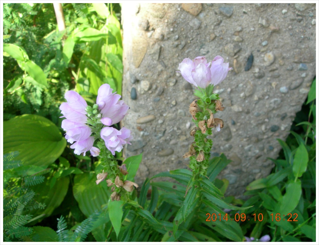 14��9��10�� �ɹ�4.jpg