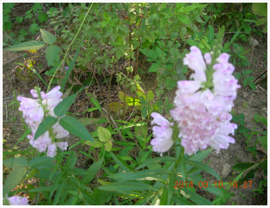 14��9��10�� �ɹ�5.jpg