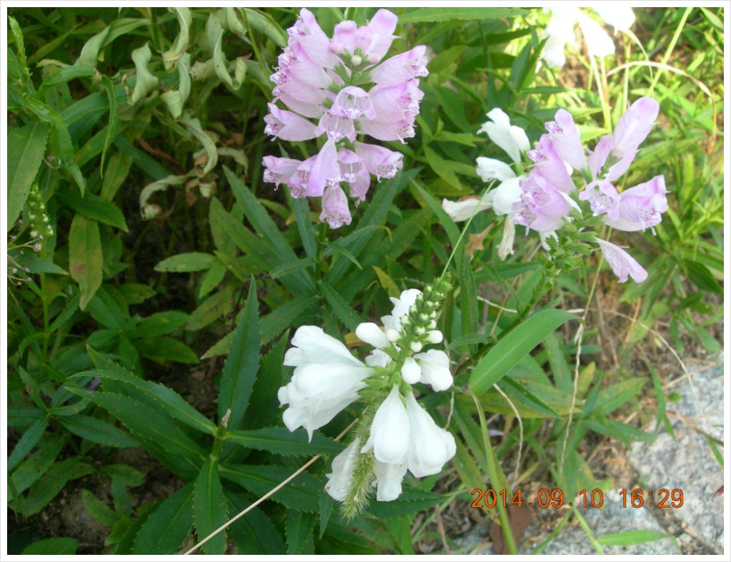 14��9��10�� �ɹ�7.jpg