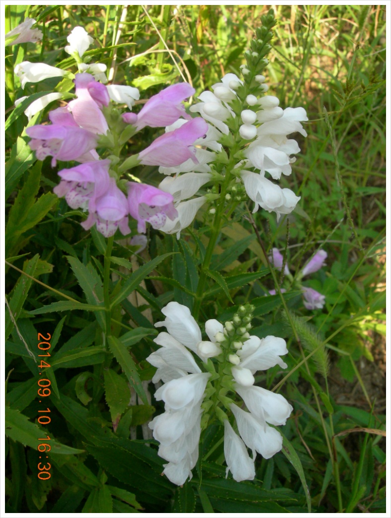 14��9��10�� �ɹ�8.jpg